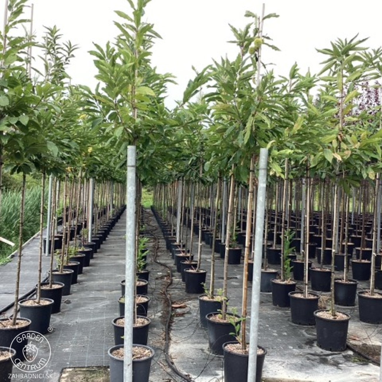 Obrázok Gaštan jedlý (Castanea Sativa) ´BOUCHE DE BETIZAC´ - výška 250-300 cm, obvod kmeňa 6/8 cm, kont. C18L